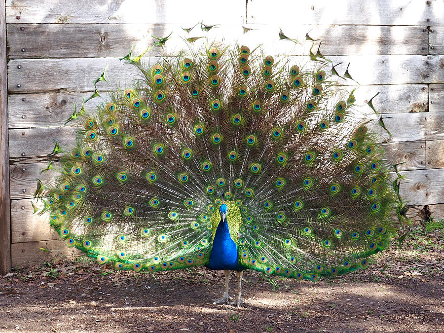 Peacock in full bloom Photograph by Life Makes Art