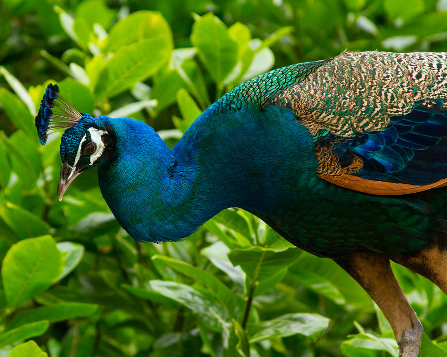 Peacock in Hawaii Photograph by Nicole Freedman