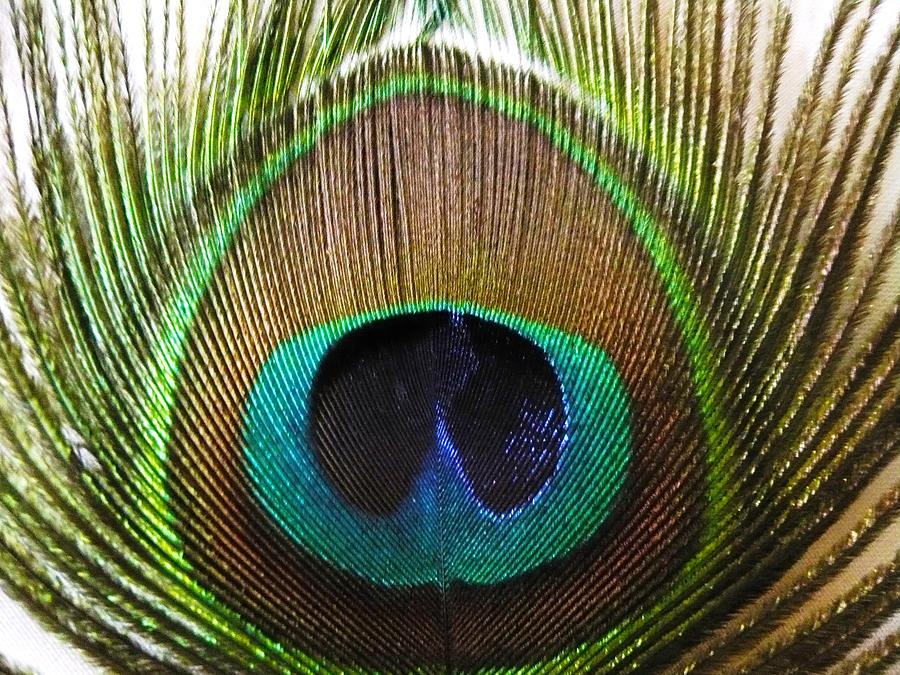 Peacock in itz Feather Photograph by Piety Dsilva