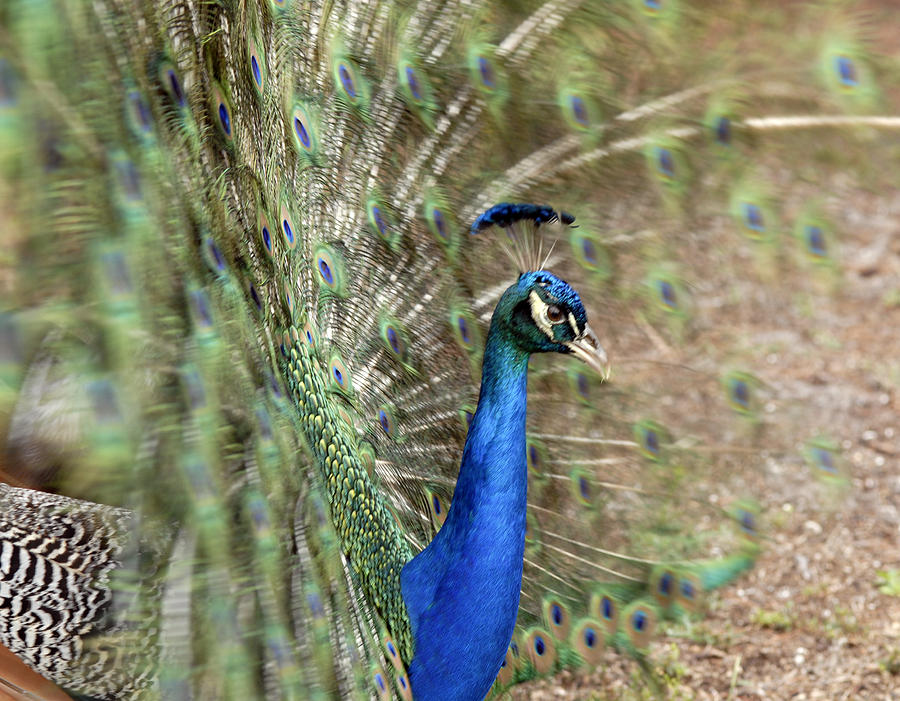 Peacock in Motion Photograph by Storm Smith - Fine Art America