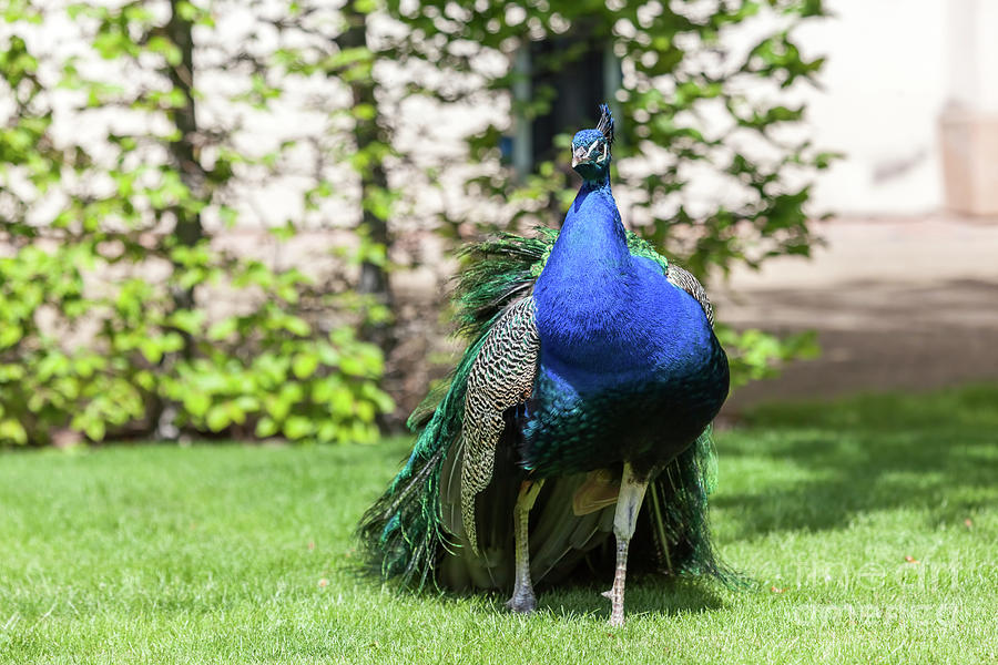 Peacock in palace gardens in Prague, Czech Republic. Photograph by Michal Bednarek