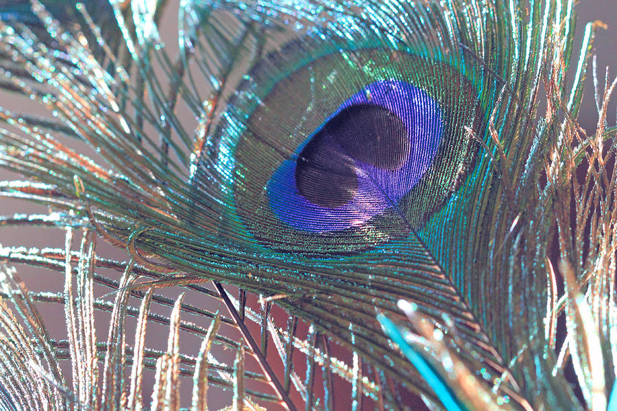Peacock in Pastel Photograph by Angela Murdock