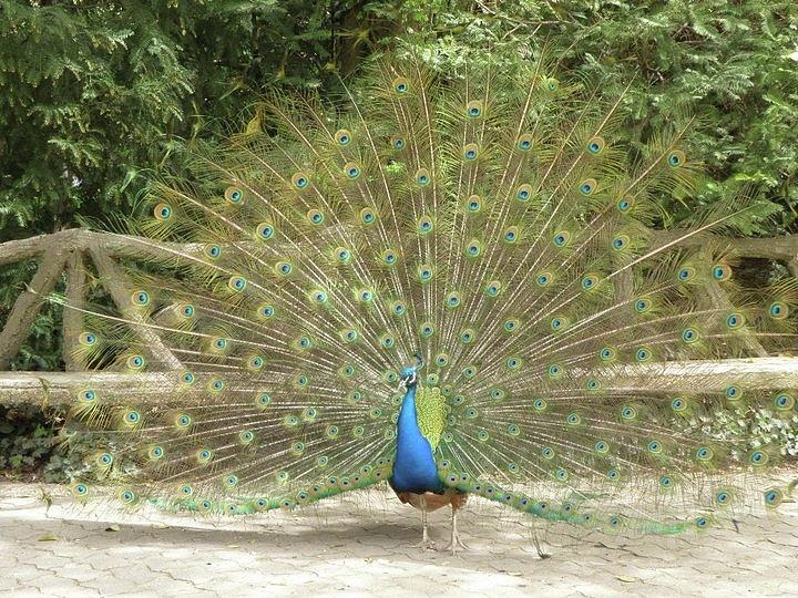Peacock in Spain Photograph by Jeanette Oberholtzer