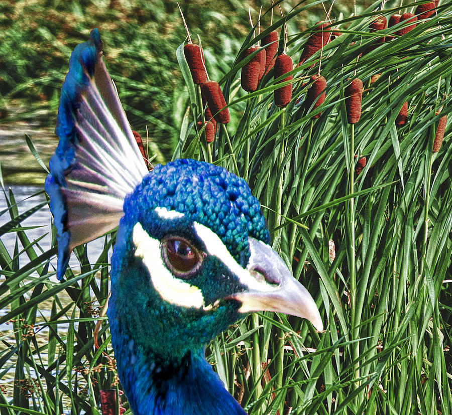 Peacock in the Cattails Photograph by Pat Cook