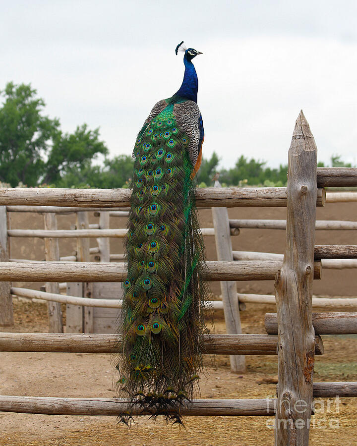 Peacock in the Bents Fort Corral Photograph by Catherine Sherman