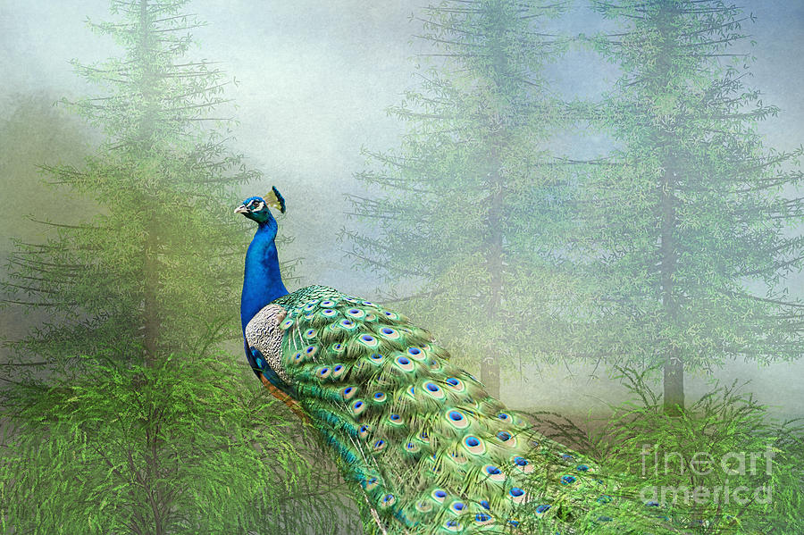 Peacock in the Forest Photograph by Bonnie Barry
