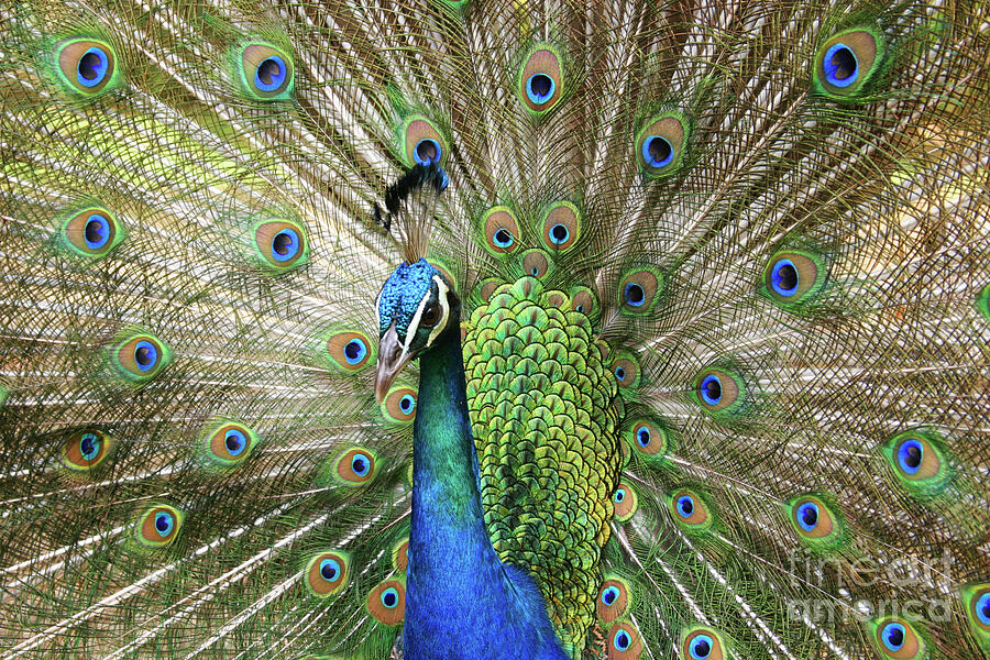 Peacock Photograph - Peacock Indian Blue by Sharon Mau