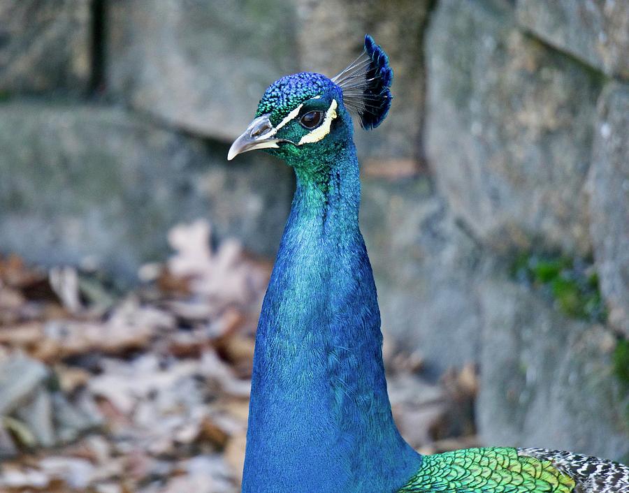 Peacock Photograph by Jessica Bouloutian - Fine Art America