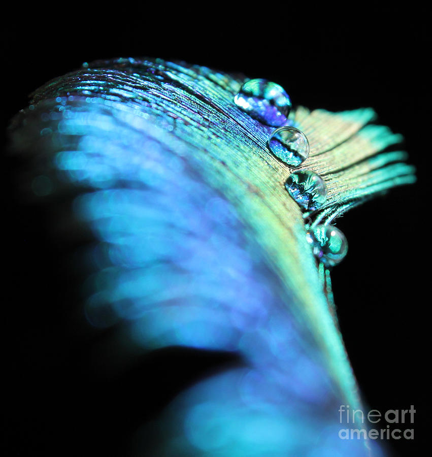 Peacock Jewels Photograph by Krissy Katsimbras