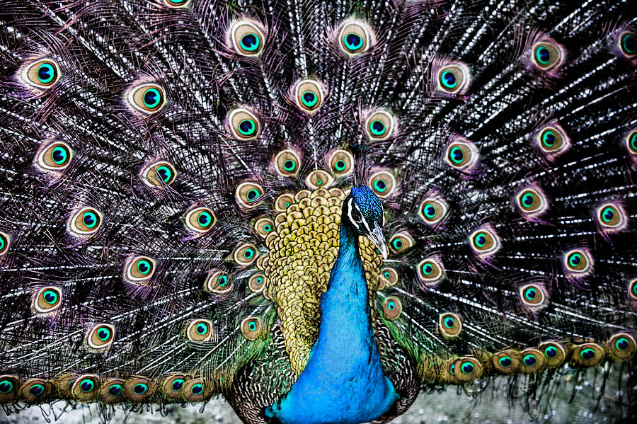 Peacock Digital Art by JGracey Stinson