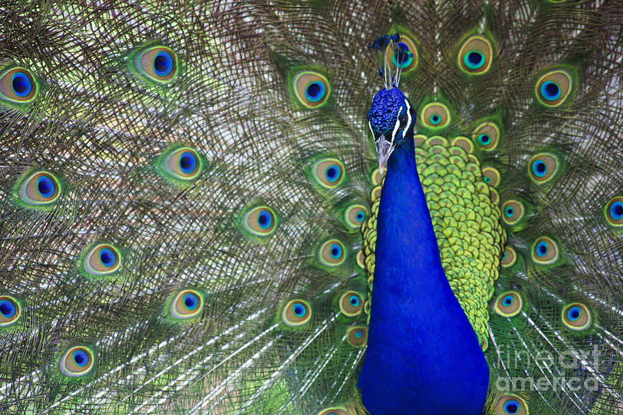 Peacock Photograph by Jill Lang