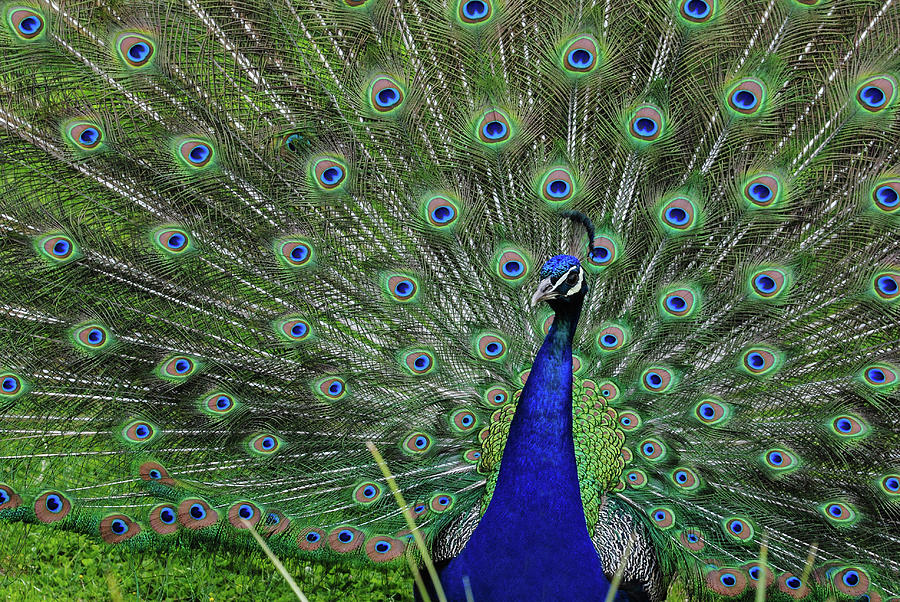 Peacock Photograph by Jim Figgins