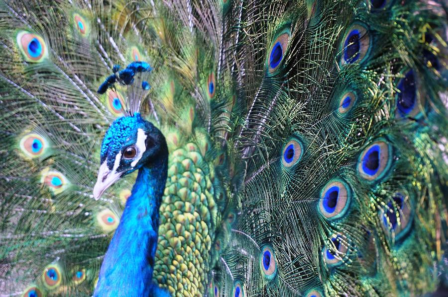 Peacock Photograph by Julia Ivanovna Willhite