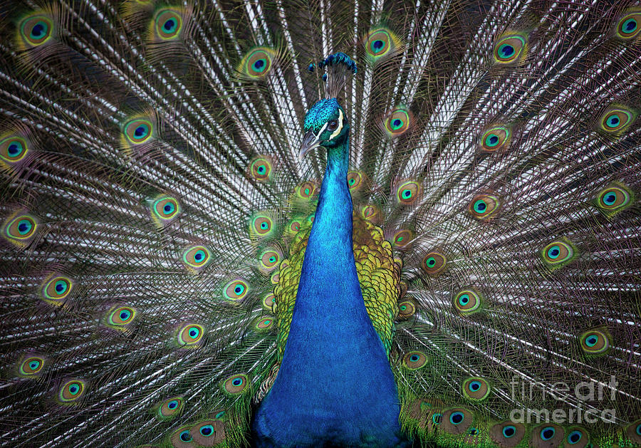 Peacock Digital Art by Kelly Cave