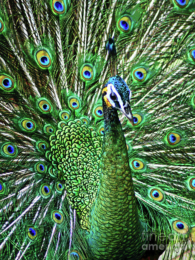 Peacock Photograph by Larry Oskin