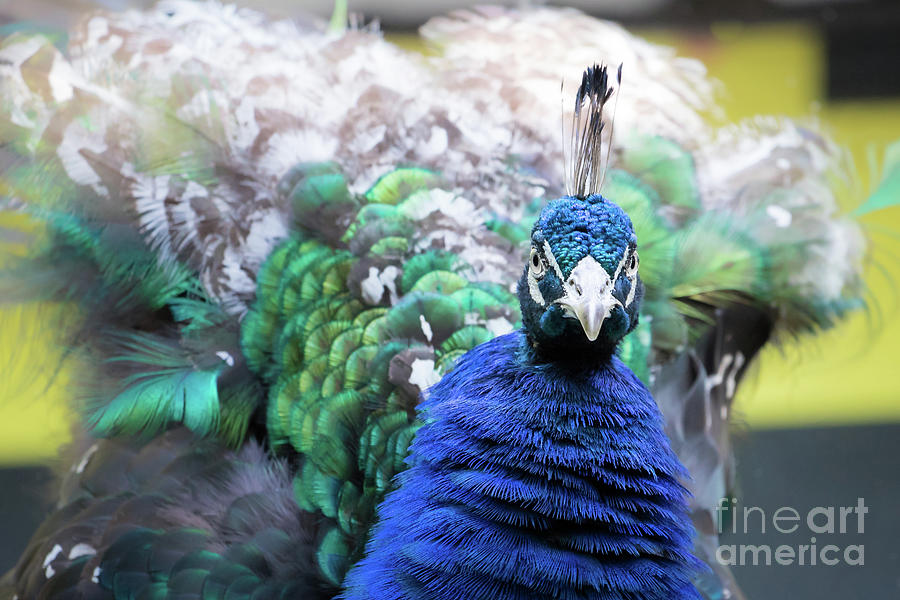 Peacock Photograph by Lawrence Burry