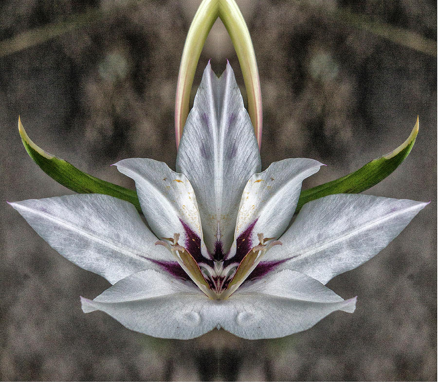 Peacock Lily 2 Pareidolia Photograph by Constantine Gregory