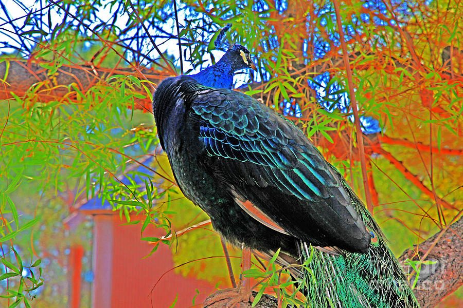 Peacock, looking away Photograph by David Frederick