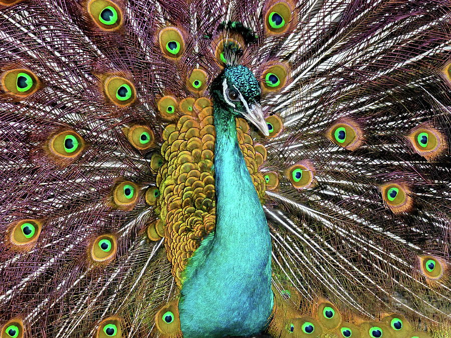 Peacock Photograph by Lyuba Filatova