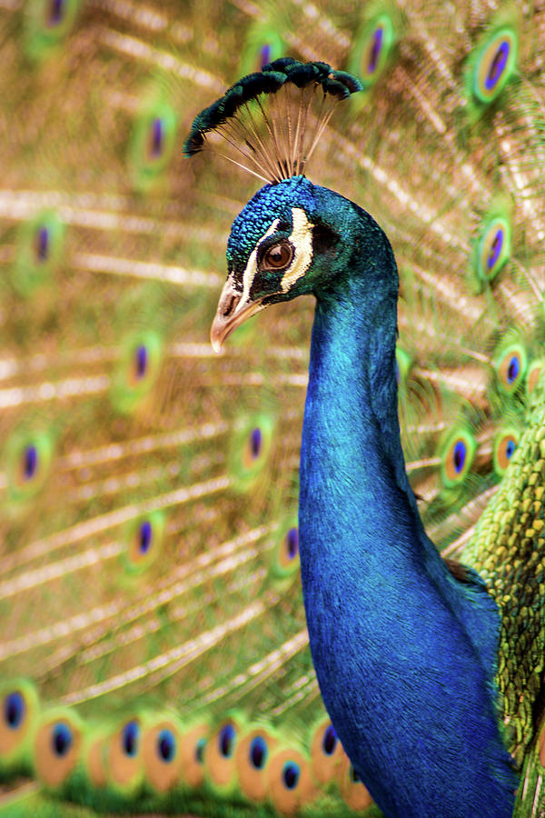 Peacock Macro Photograph by Don Johnson