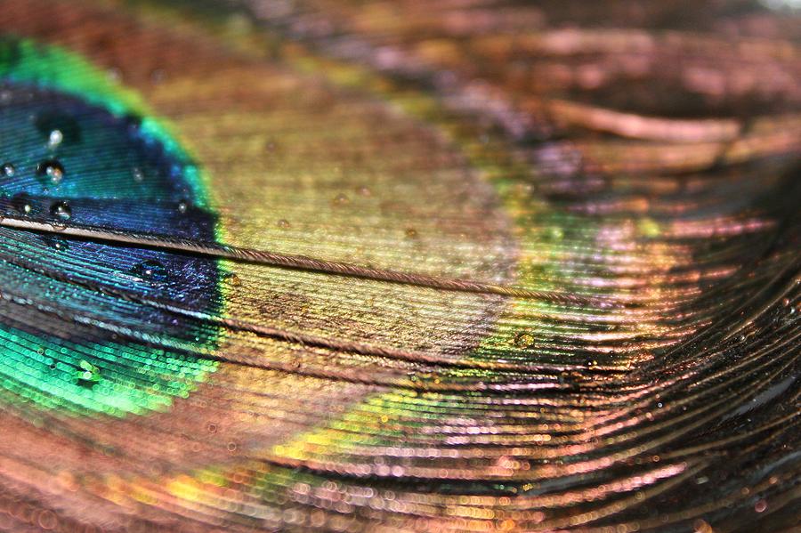 Peacock Macro Photograph by Lkb Art And Photography