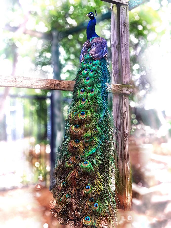 Peacock Magic Photograph by Doris Aguirre