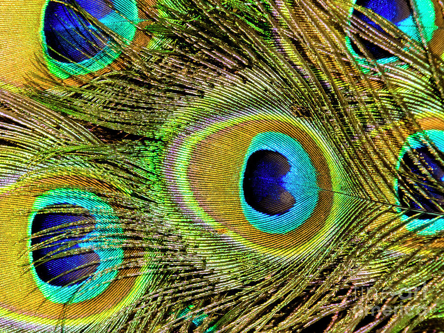 Peacock Majesty Photograph