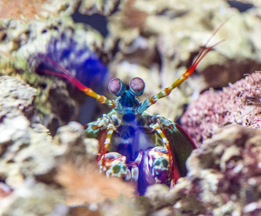 Peacock Mantis Shrimp Portrait Photograph by William Bitman