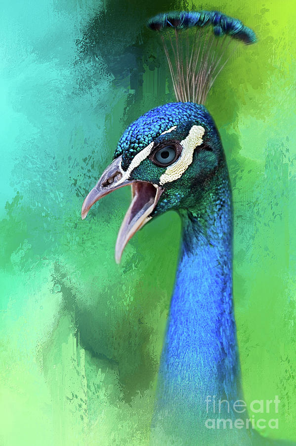 Peacock by Marco Fischer Peacock by Marco Fischer
