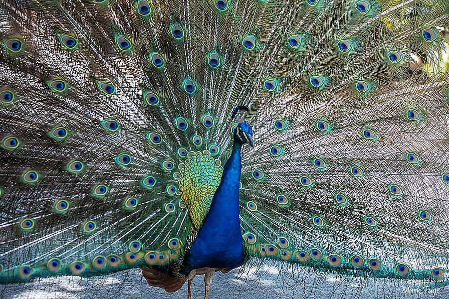 Peacock Photograph by Mark Fuge - Fine Art America