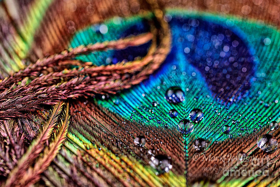 Peacock Photograph - Peacock by Mark Johnson