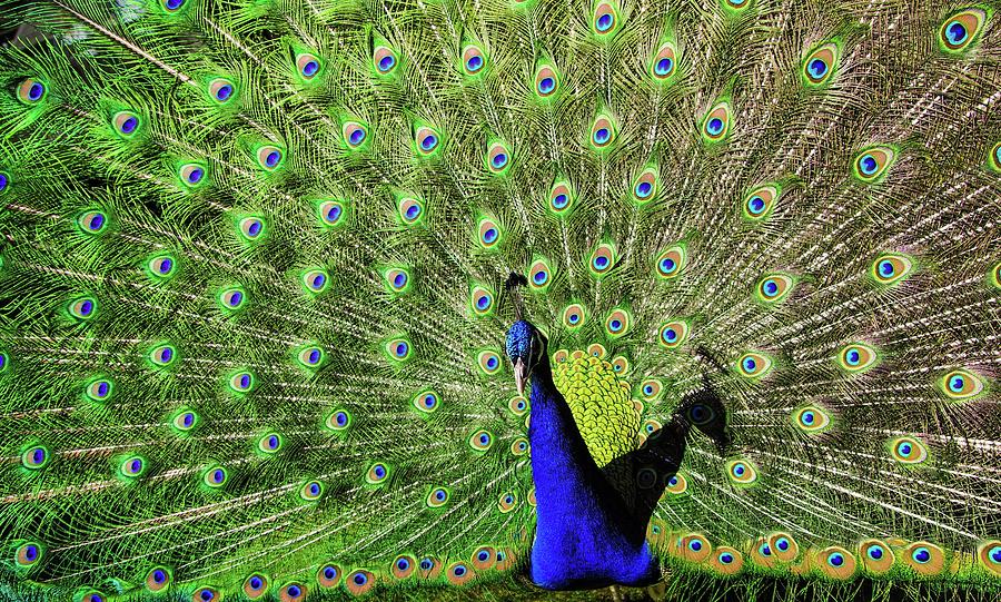 Peacock Digital Art by Mateo Antonio - Fine Art America