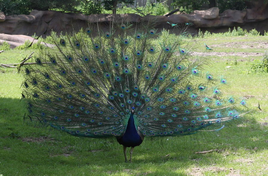 Peacock Photograph by Michelle Miron-Rebbe