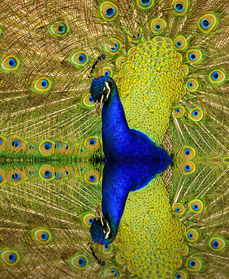 Peacock Photograph - Peacock Mirror by Geraldine Scull