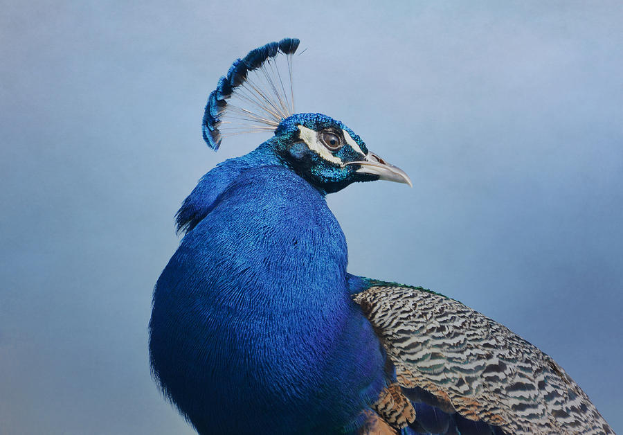 Peacock Photograph - Peacock Mystique 2 by Fraida Gutovich