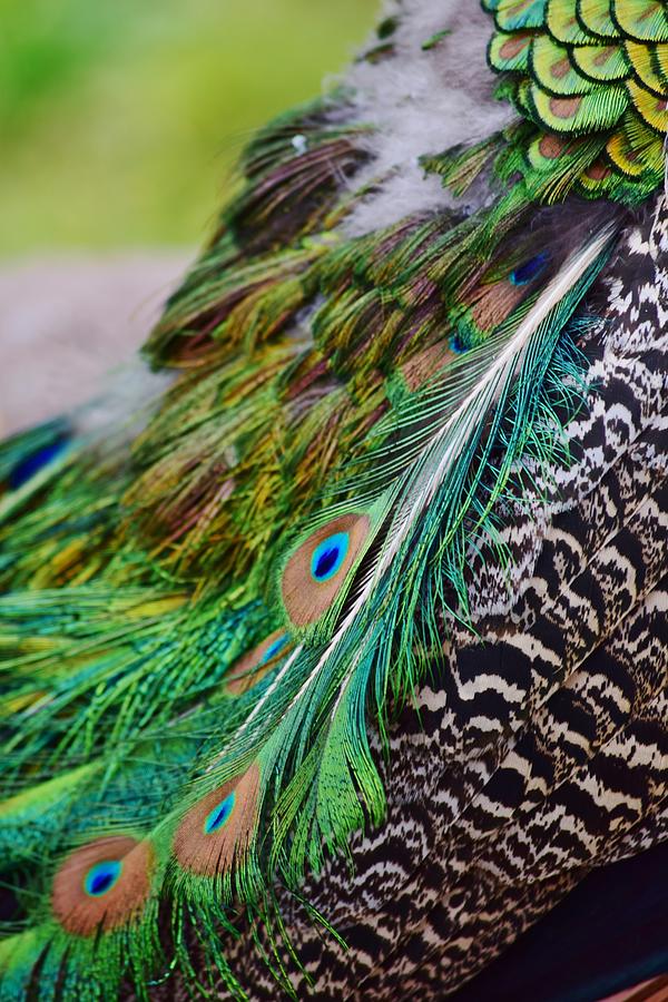 Peacock Photograph by Nicole Lloyd