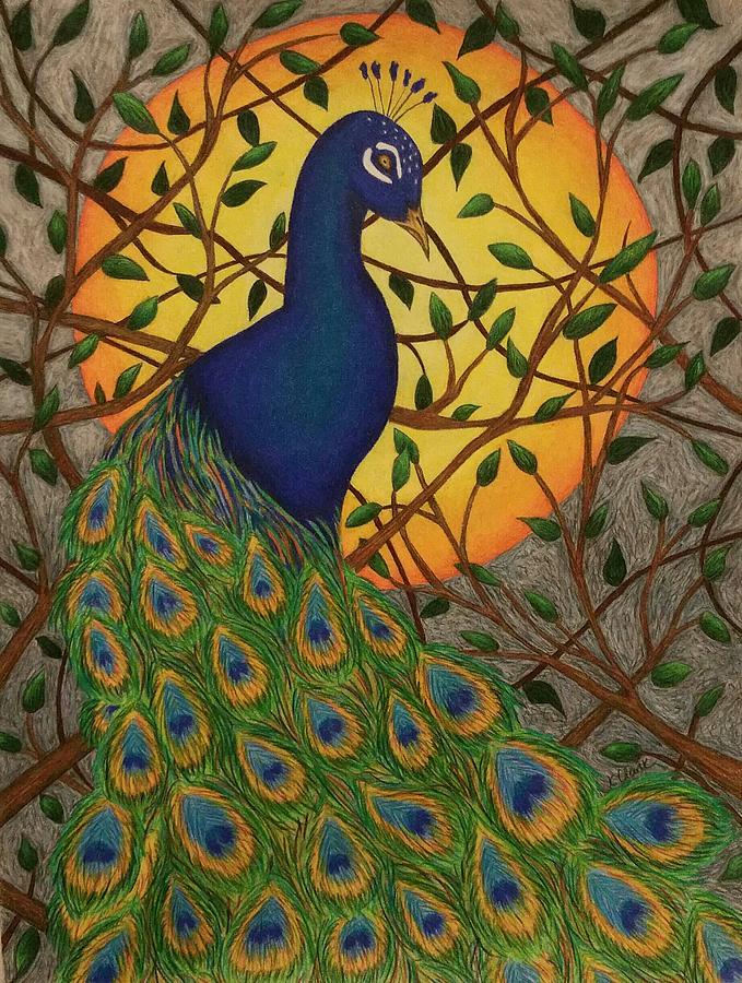 Peacock of the Night Drawing by Karleigh Clark - Fine Art America