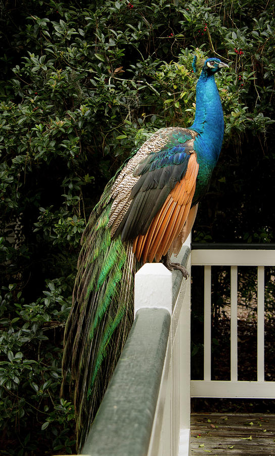 Peacock on a Fence Photograph by Jean Noren