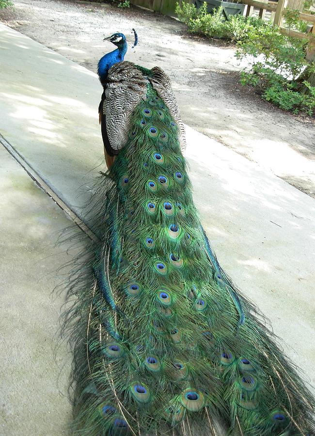 Peacock On His Royal Way Photograph by Jeanne Juhos