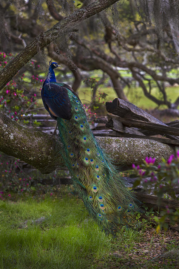 Peacock on the plantation Photograph by Jeff Shumaker