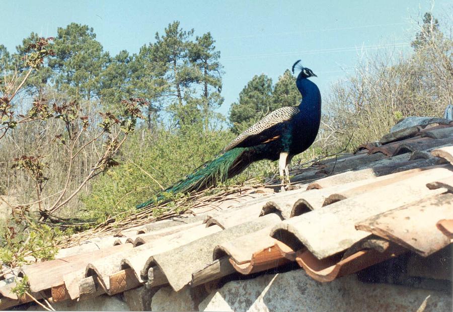 Peacock on the Roof of French Farmhouse Photograph by Christopher J Kirby