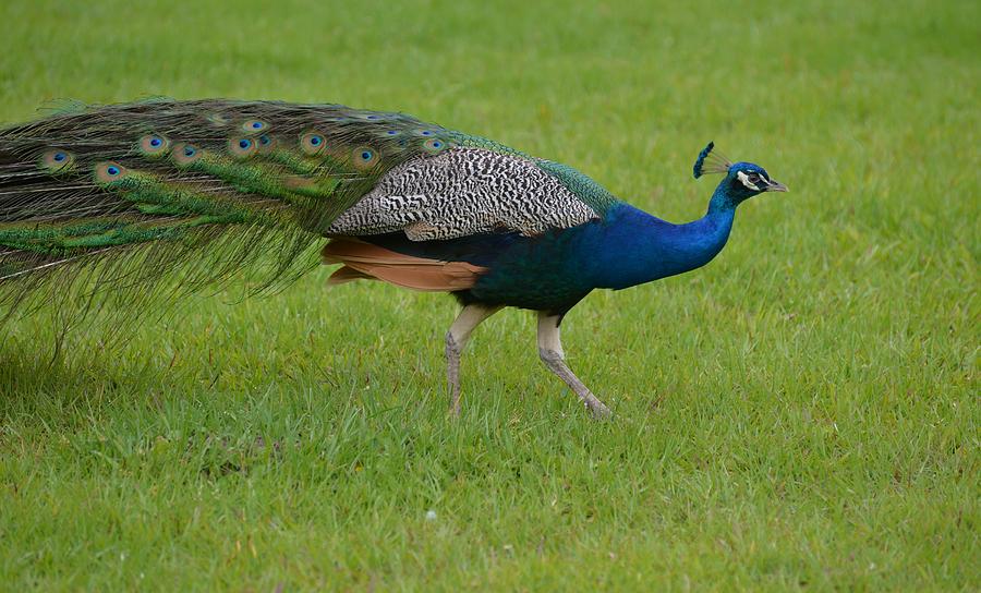 Peacock On The Run Photograph By Erin Oneal Morie