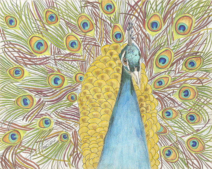 Peacock One Drawing by Arlene Crafton