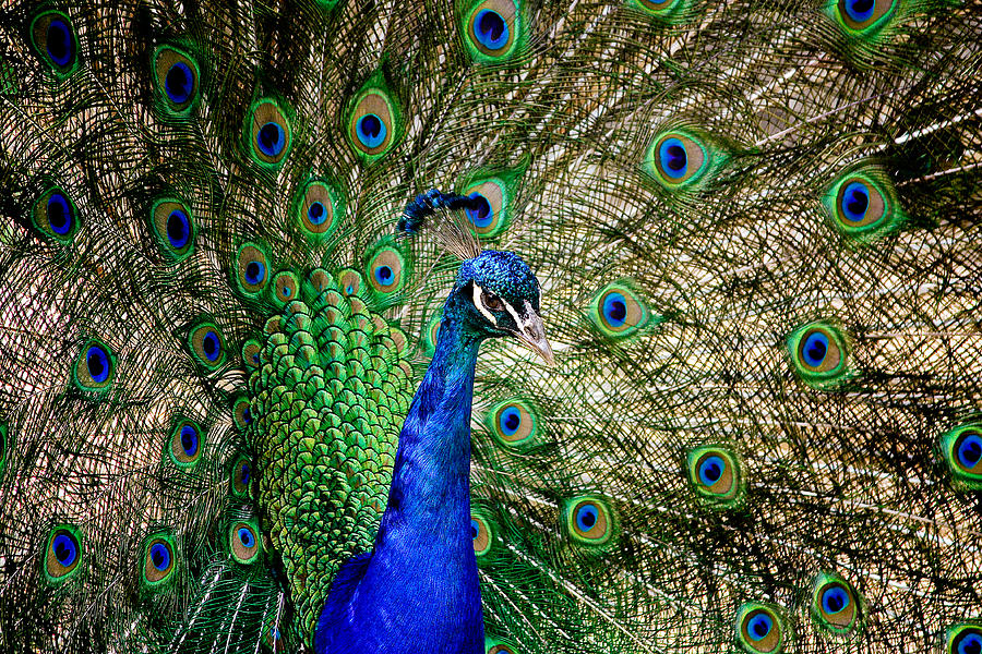Peacock Open Tail Photograph by Joni Eskridge