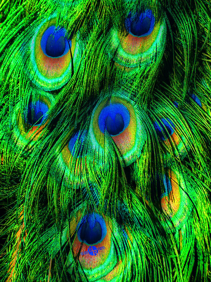 Bird Painting - Peacock or Flower 2 by Tony Rubino