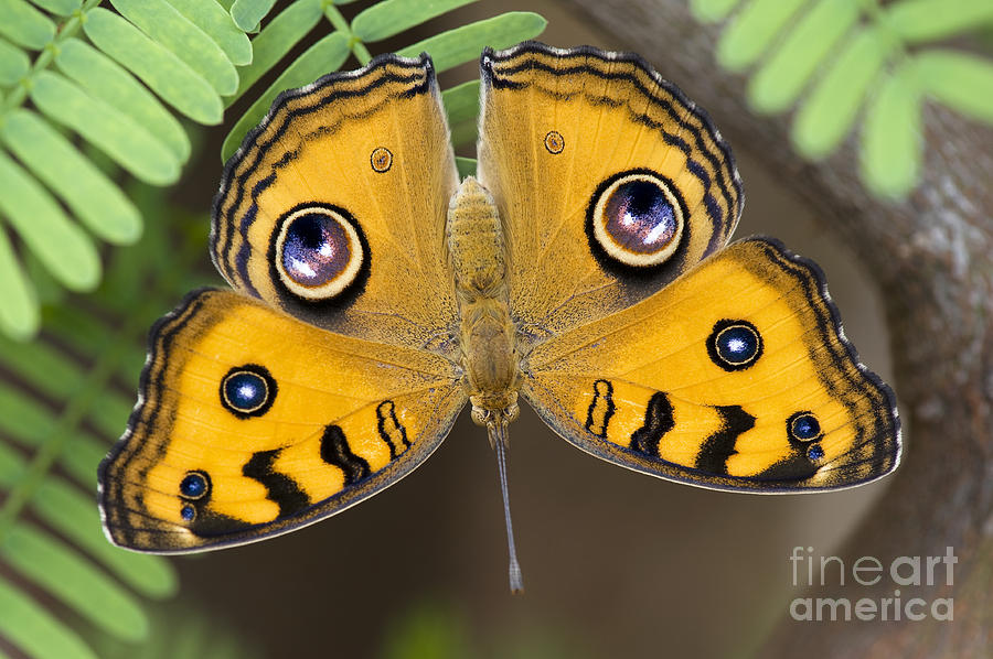 Peacock Pansy Butterfly Photograph by Tim Gainey