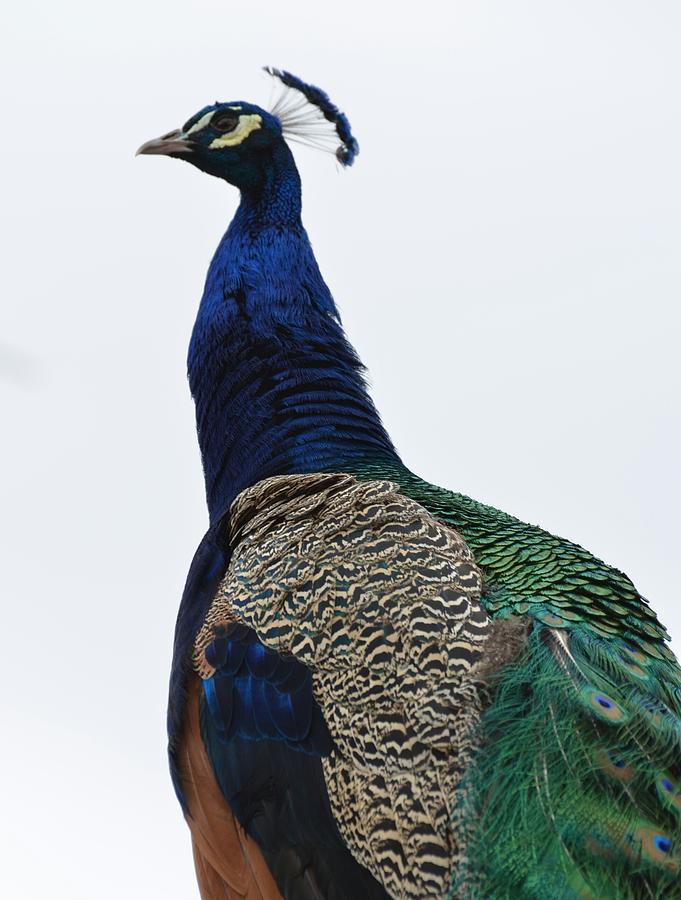 Bird Photograph - Peacock by Paulina Roybal Bird Photograph - Peacock by Paulina Roybal