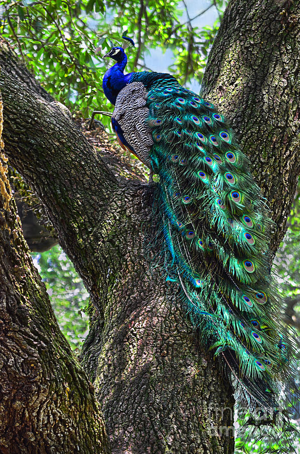 Download Peacock Perched Photograph by Spade Photo