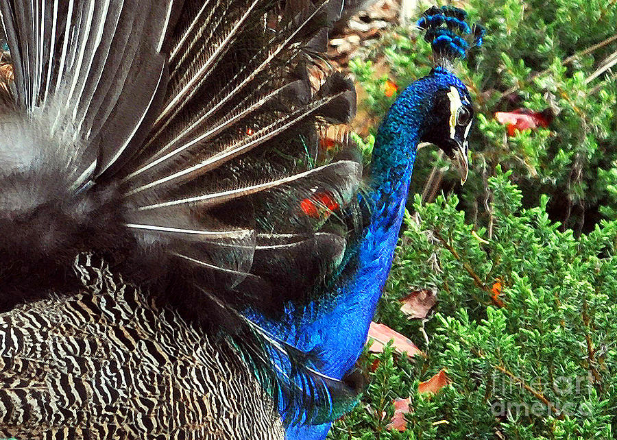 Peacock Perspectives Photograph by Lydia Holly