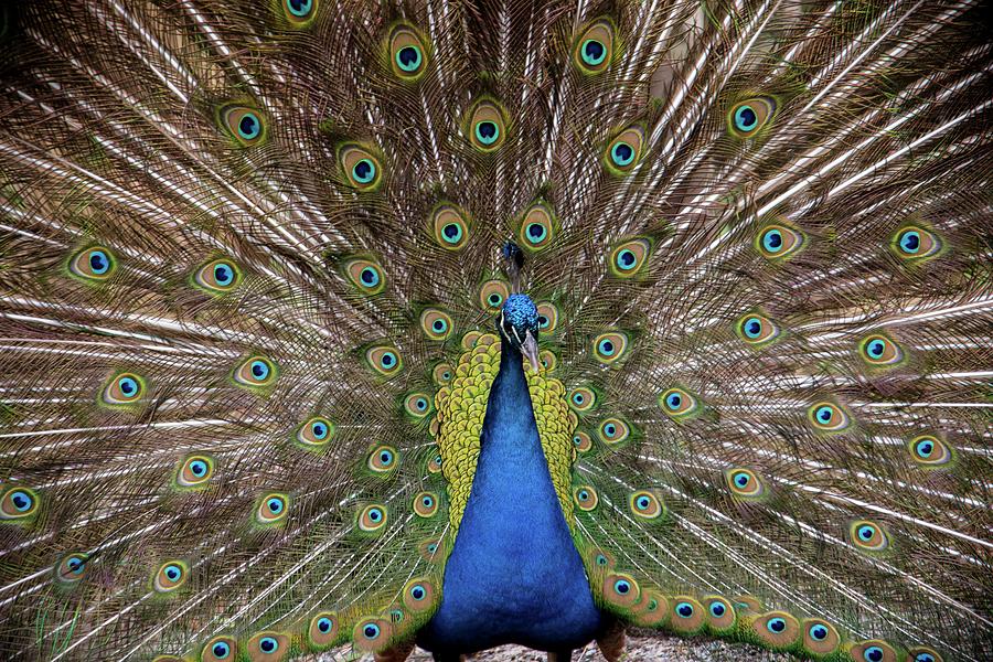 Peacock Photograph - Peacock Plumage by Bob Cuthbert